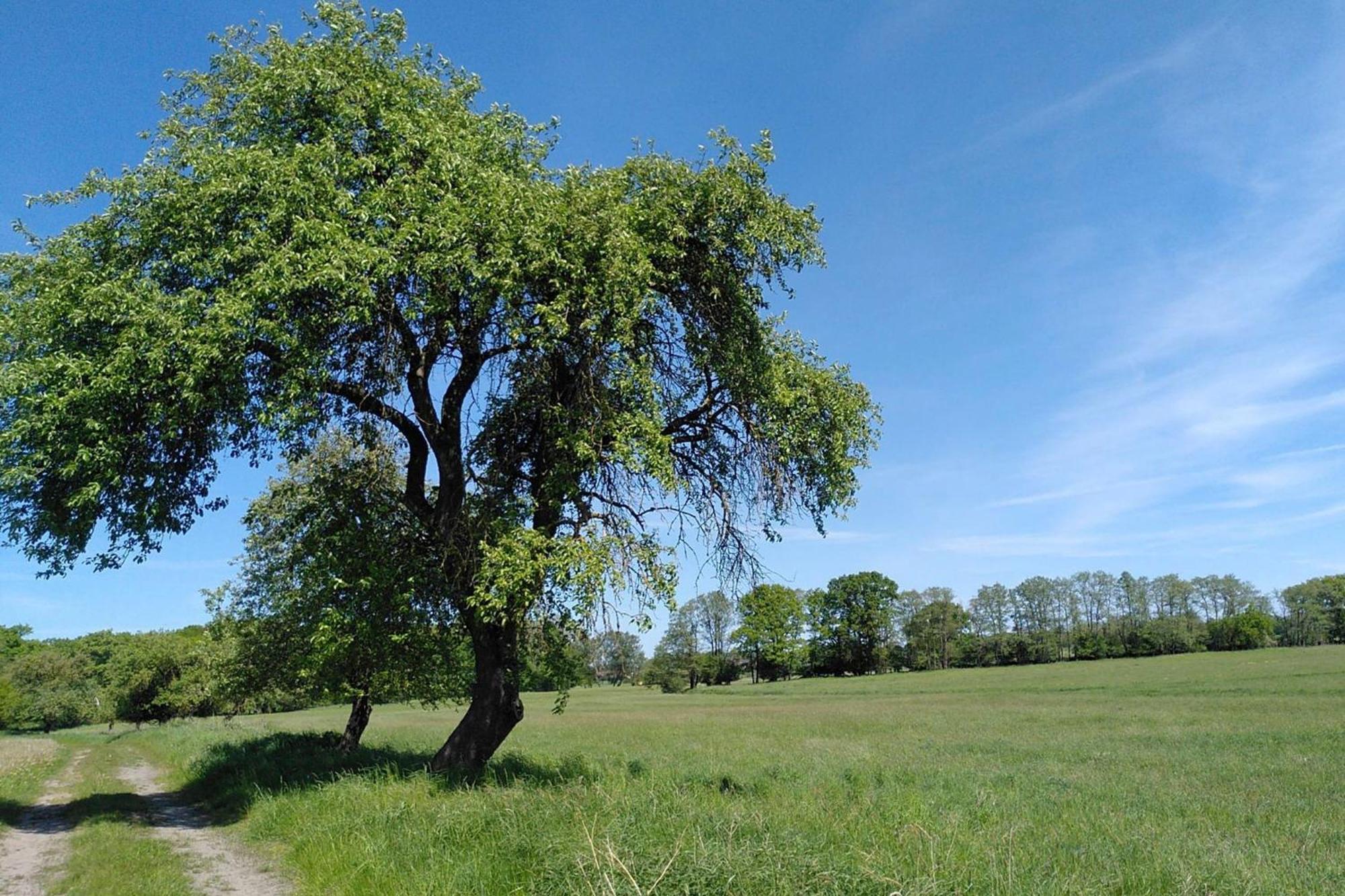 Ferienwohnung Zur Pferdekoppel Bömitz Exterior foto
